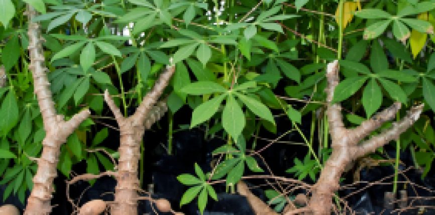 বাংলাদেশের সম্ভাবনাময় নয়া ফসল: কাসাভা