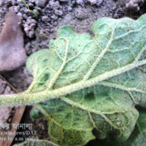 বেগুনের ক্ষুদ্র লাল মাকড়