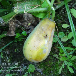 খিরার বেলী রট