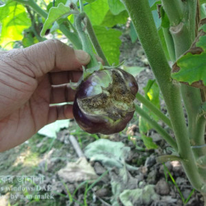 বেগুনের ফল ফেটে যাওয়া সমস্যা