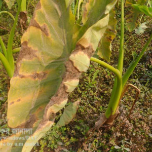 কচুর ব্লাইট রোগ