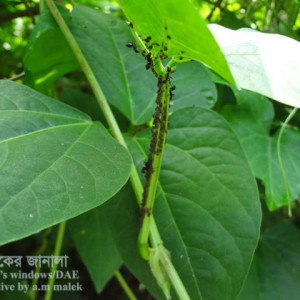 বরবটির জাবপোকা বা এফিড