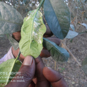 লেবুর পাতা সুড়ঙ্গকারী পোকা